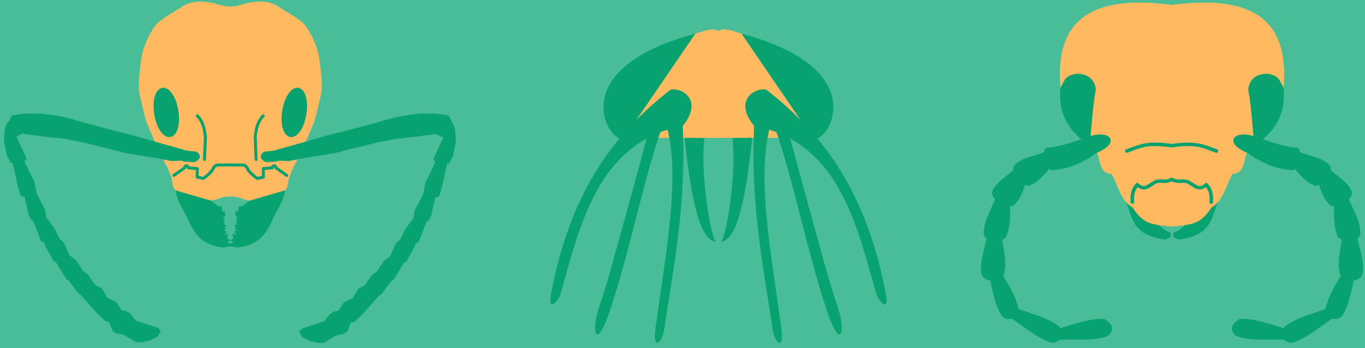 a banner image showing three insect heads drawn in a minimalist style