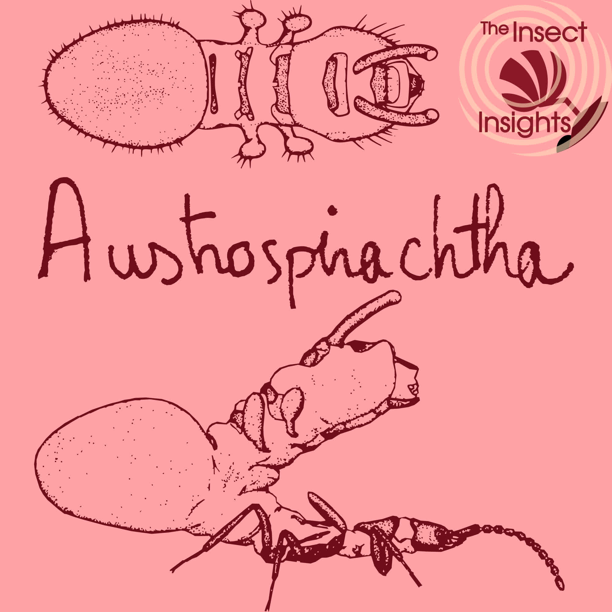 a realistic drawing of the austrospirachtha beetle. It has been colorized with a pink and dark red.